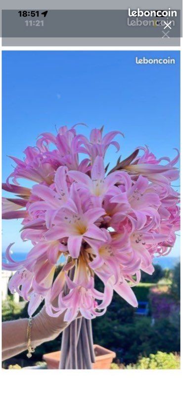 Bulbes d’amaryllis (image 3)