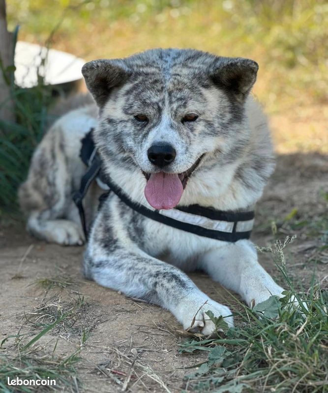 Magnifique mâle Akita inu LOF pour saillie - Prestigieuses Origines (image 1)