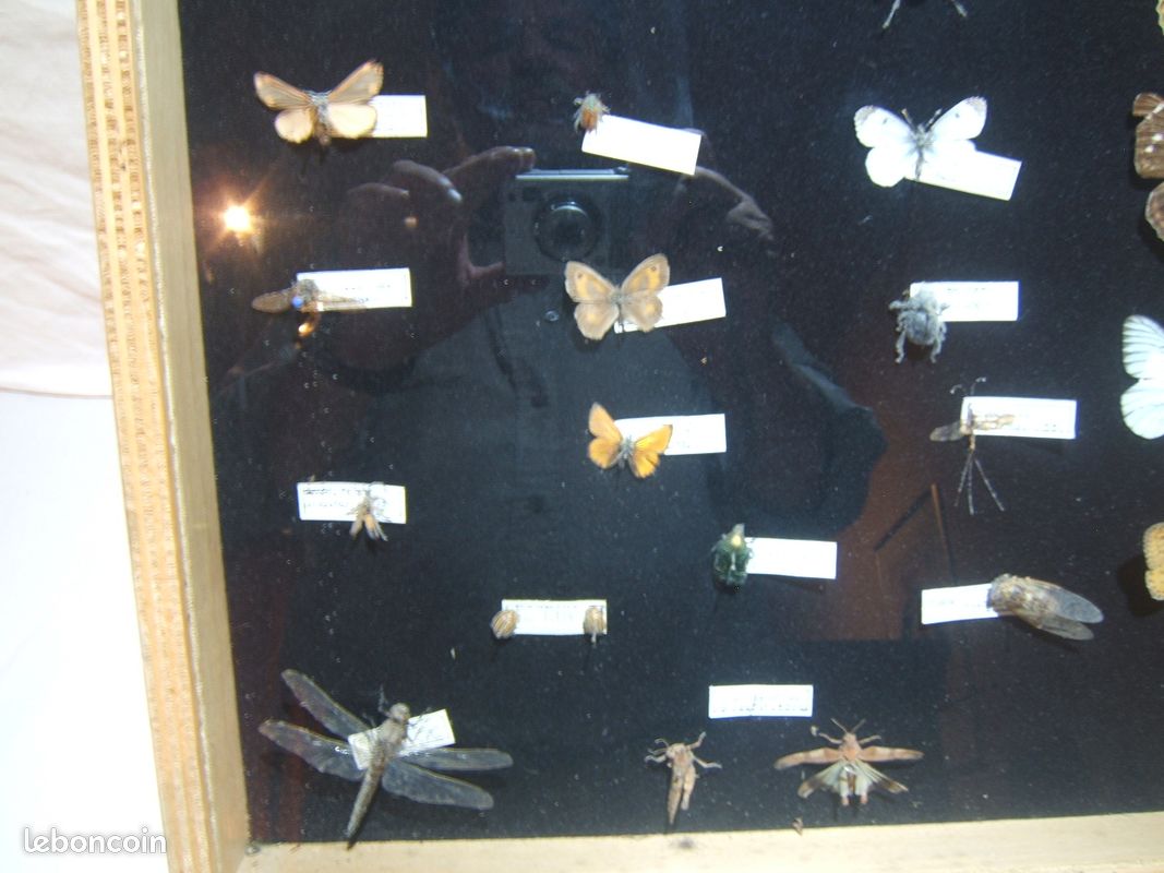 Vitrine présentant des insectes naturalisés des Vosges (image 6)