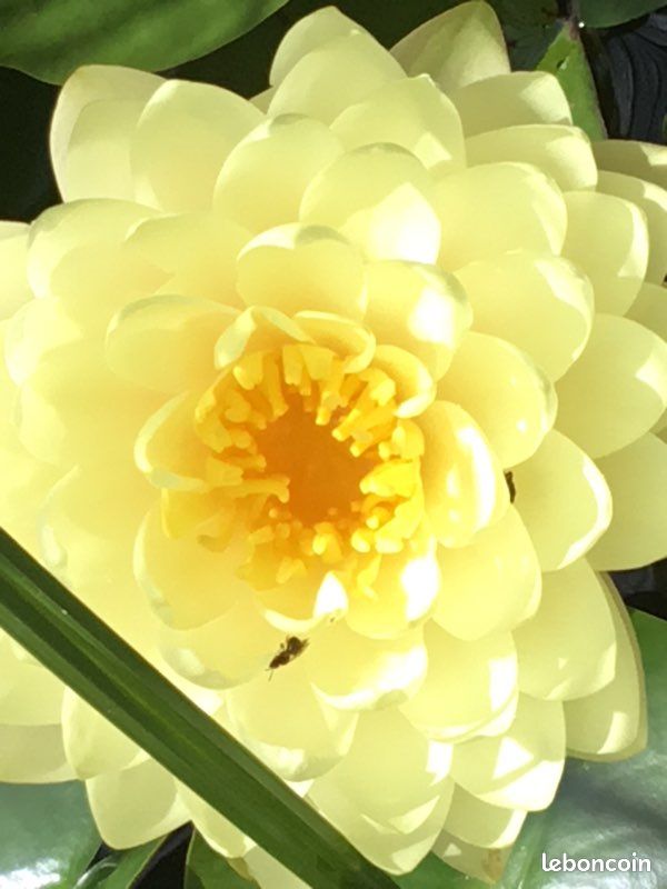 Plante de bassin ,nénuphar lemon meringue (image 4)