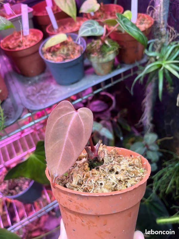 RARE : Anthurium HURC (King of Spades X NSE Red Crystallinum) - Jardin &  Plantes
