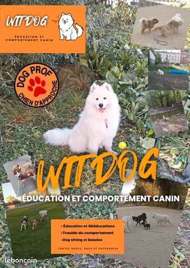 Wit Dog Education | Éducateur canin comportementaliste canin| Pension chien | Garde chien| petsitting Wit Dog Education | Éducateur canin comportementaliste canin| Pension chien | Garde chien| petsitting