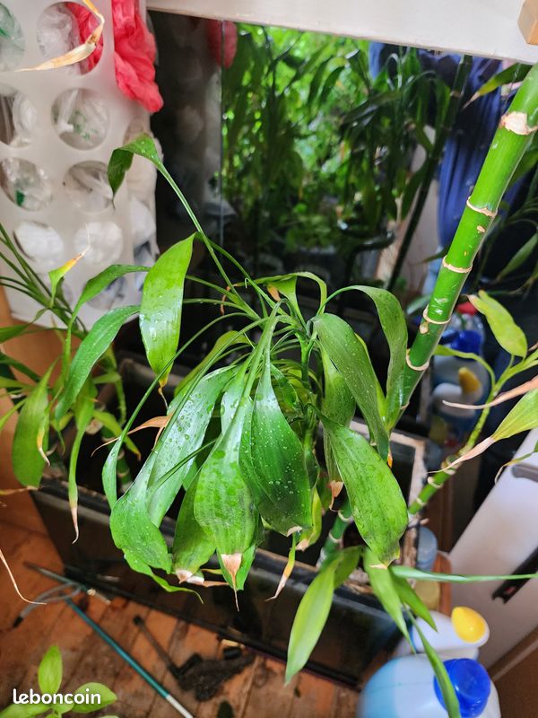 Grand Lucky Bamboo (Bambou porte-bonheur) 128 cm (image 9)