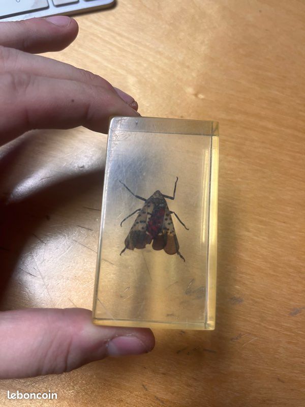 Fulgore tacheté (image 1)