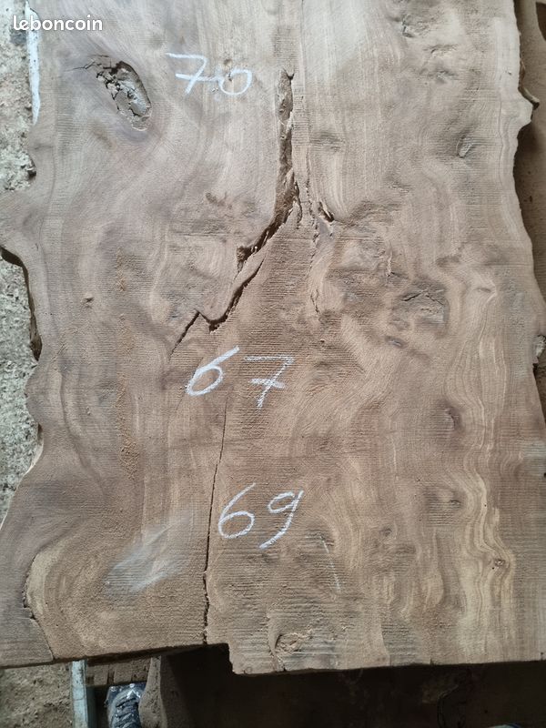 Planche orme galeux ou ormeau (image 2)