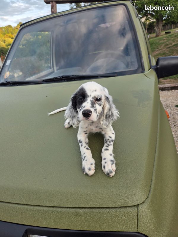 Chiot setter Anglais (image 3)