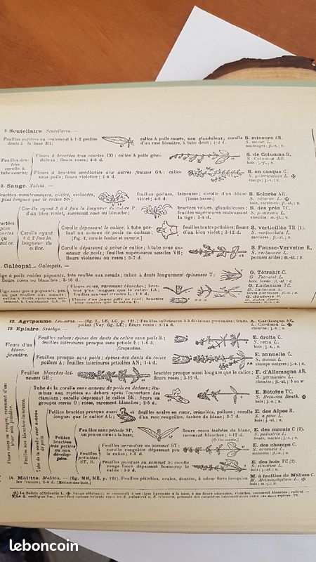Nouvelle flore , détermination des plantes, fleurs mellifères (image 6)