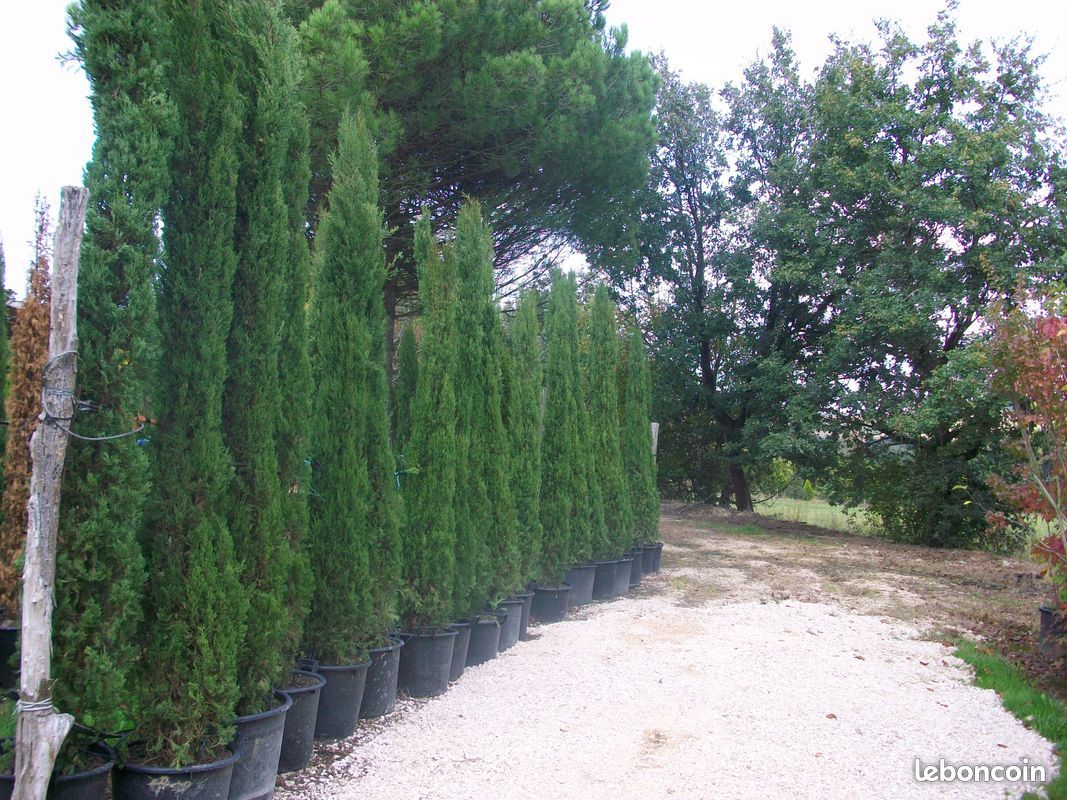 Vide pepiniere (image 1)