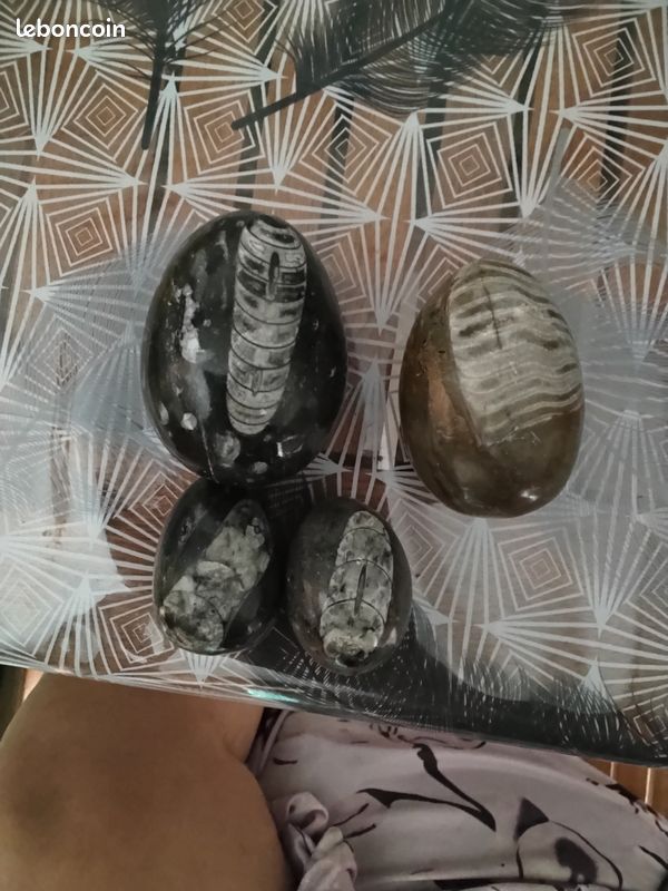 Oeufs poli (image 2)