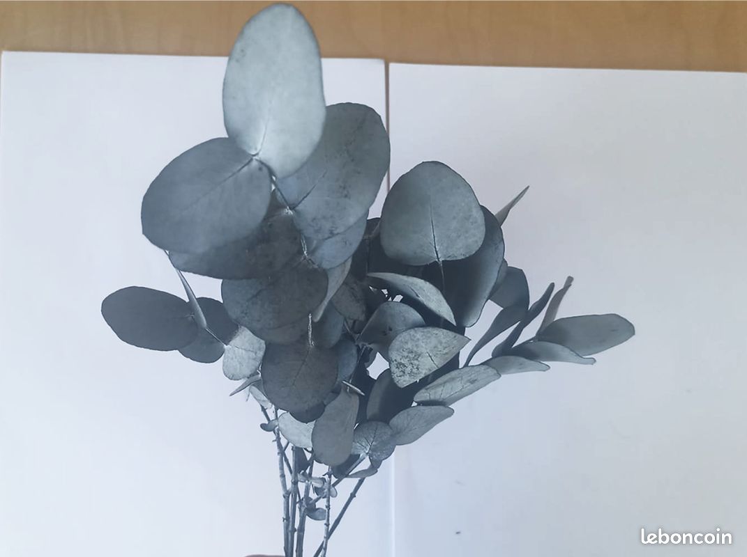 Eucalyptus séchés et stabilisés, couleur naturelle (image 1)