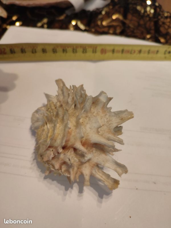 Coquillage collection chama lazarus (image 1)