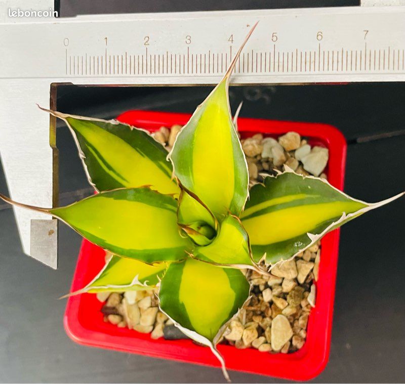 TRÈS RARE  Agave Horrida clone "Sumita" From Tanaka Japon (image 10)