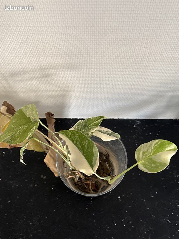 Monstera variegata.. Trois pieds (image 1)