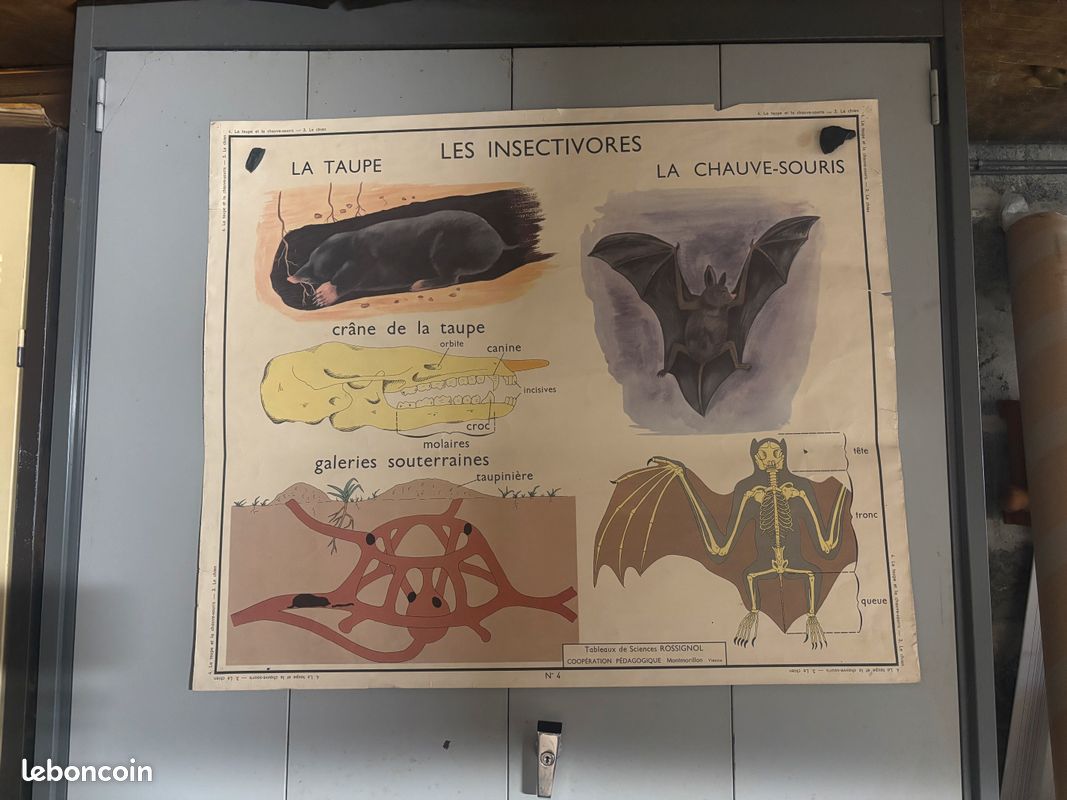 Affiche scolaire ancienne Rossignol – Les os & articulations