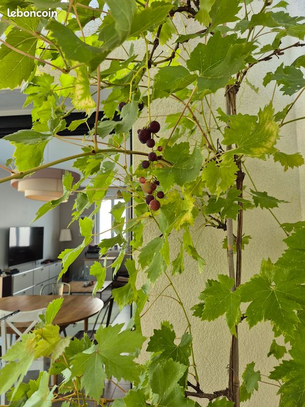 Maison 5 pièces 134 m² · à Le Bouscat · 134 m² · 792 000 €