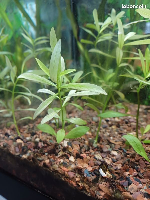 Hygrophila polysperma (image 1)