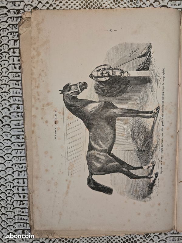 Planches anciennes illustrées – Les races chevalines (lot illustré XIXe siècle) (image 19)
