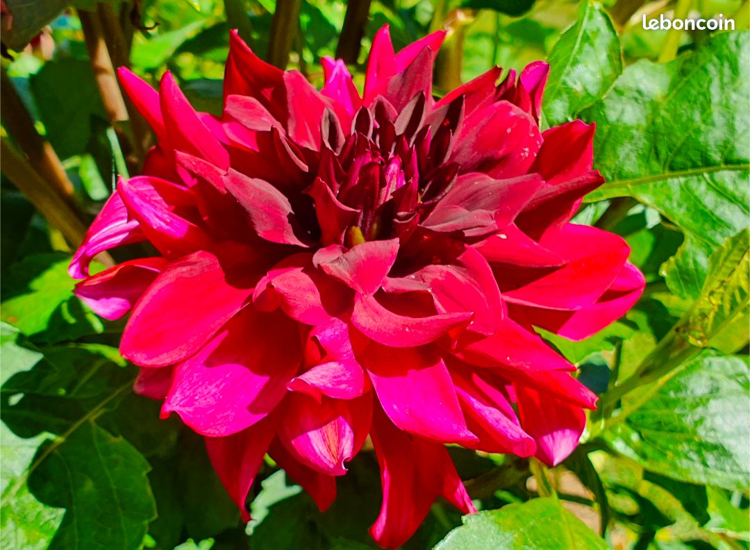 Dahlia Spartacus bouture (image 1)