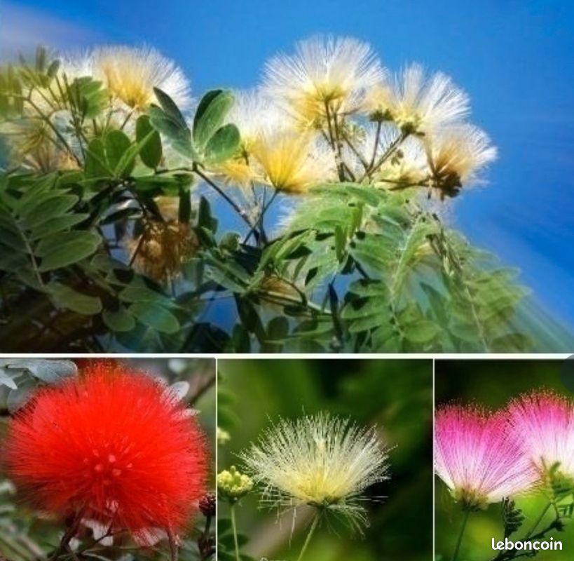 Graines d’Albizia et Mimosa (image 3)