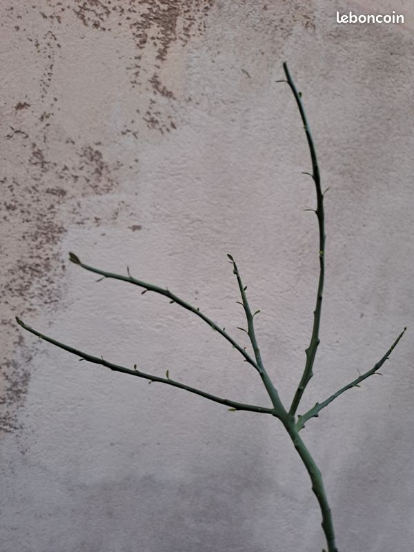 Euphorbia lambinoniana cactus plante (image 1)