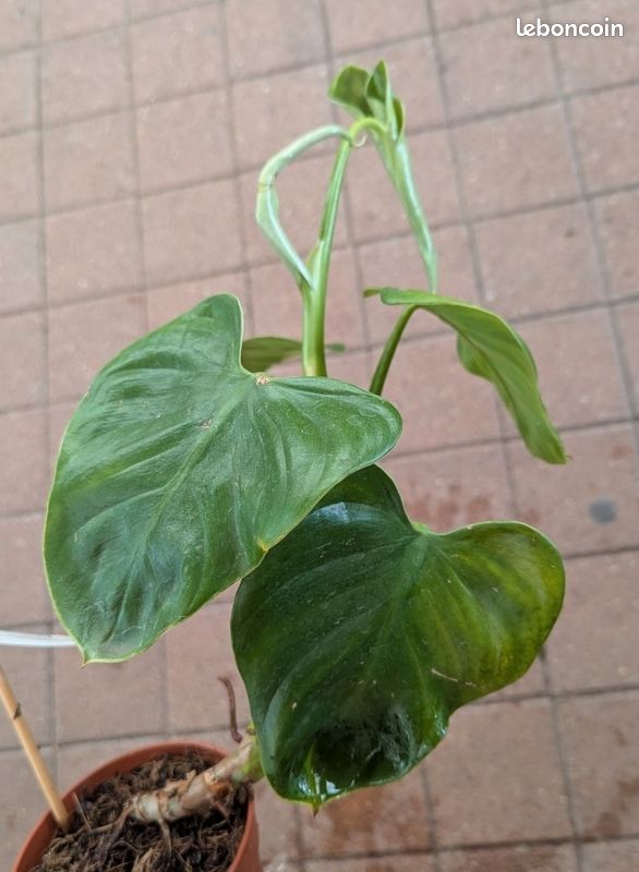 philodendron scandens cream splash Philodendron 'Cream Splash' – Greenland Garden Centre