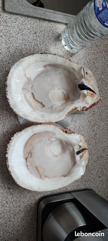 Coquillages (image 2)