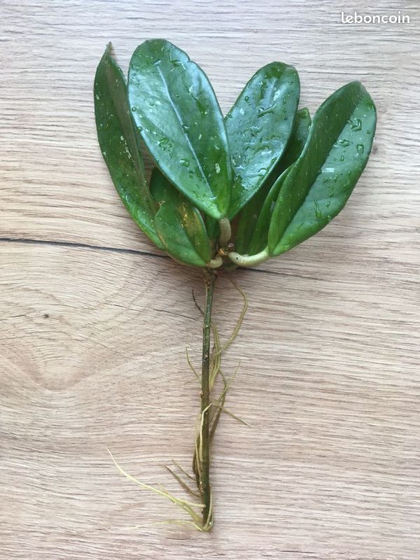 Hoya Carnosa bouture 2 (image 1)