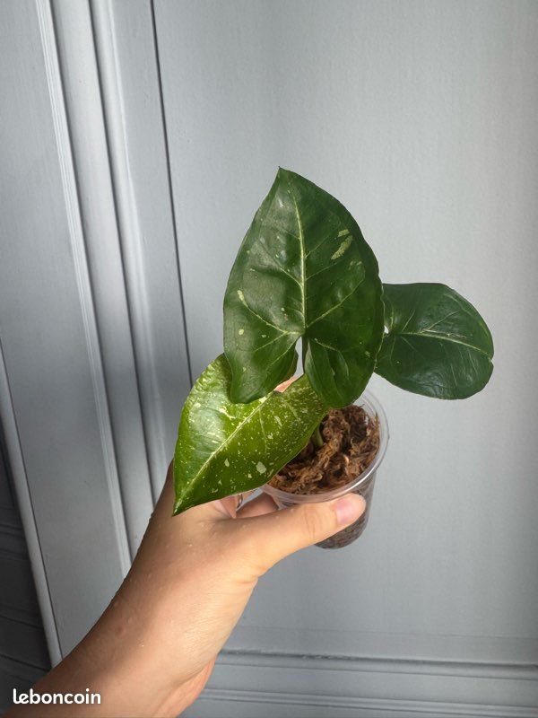 Syngonium panda - plante rare (image 4)