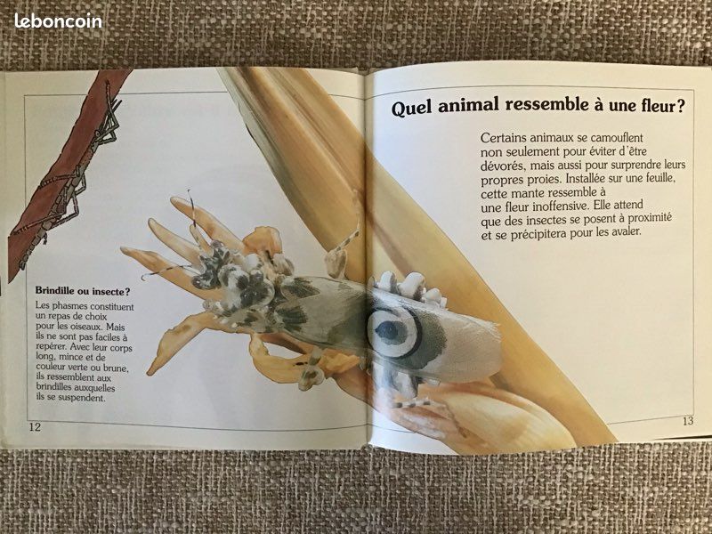 Des livres pour apprendre le monde des dinosaures ou les animaux qui se camouflent (image 4)