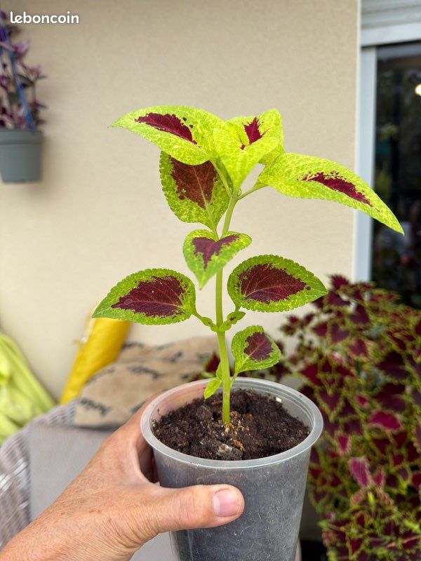 Coleus verte /rouge (image 2)
