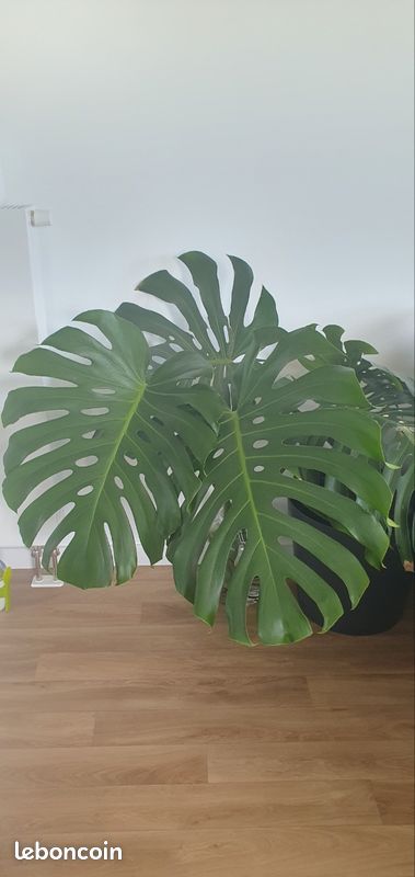 monstera deliciosa hanging Monstera Adansonii | Hanging Monkey Mask Monstera main image 1