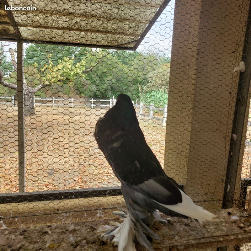 Pigeon boulant de Pomeranie (image 3)