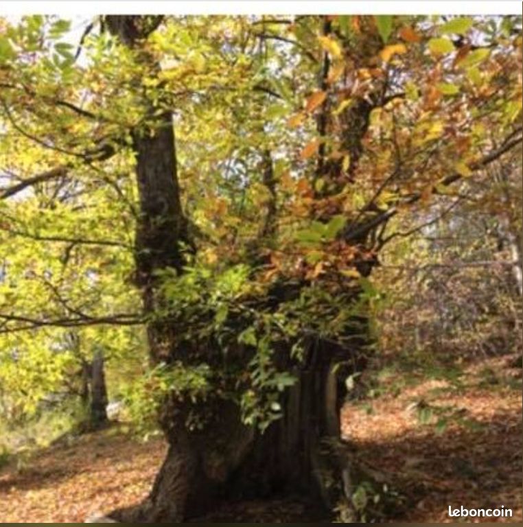 Loue maisonnette en Lozère (image 6)