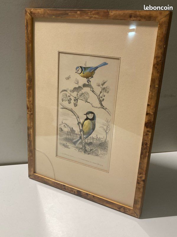 Gravure ancienne - Mésange bleue - Grande mésange - Buffon - 1853 (Sans reliure) (image 1)