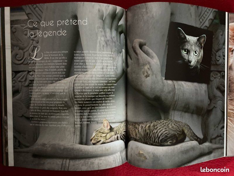 Chats : un univers fabuleux (image 4)