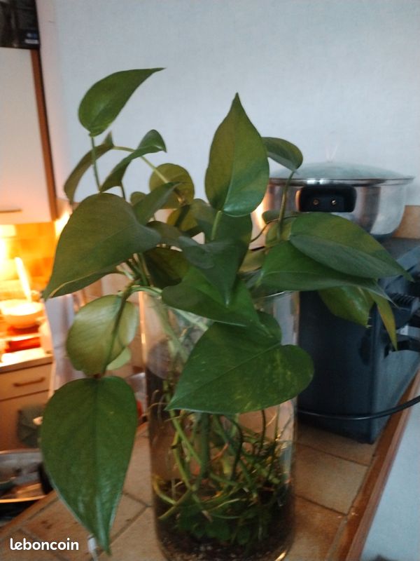 Boutures de pothos (image 1)