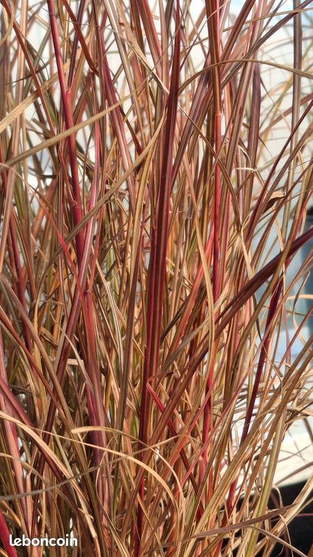 Miscanthus sinensis Red Chief en pot de 3 litres (image 3)