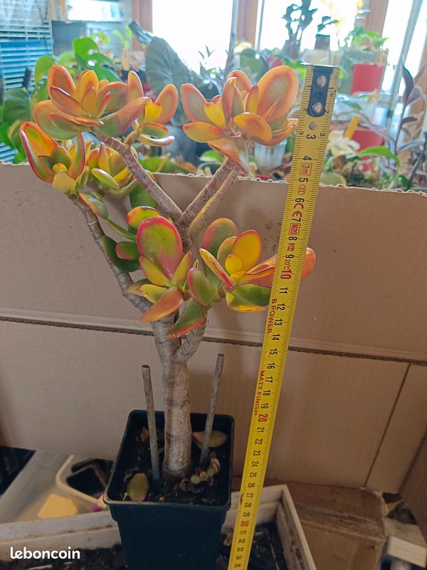Plante grasse (image 5)