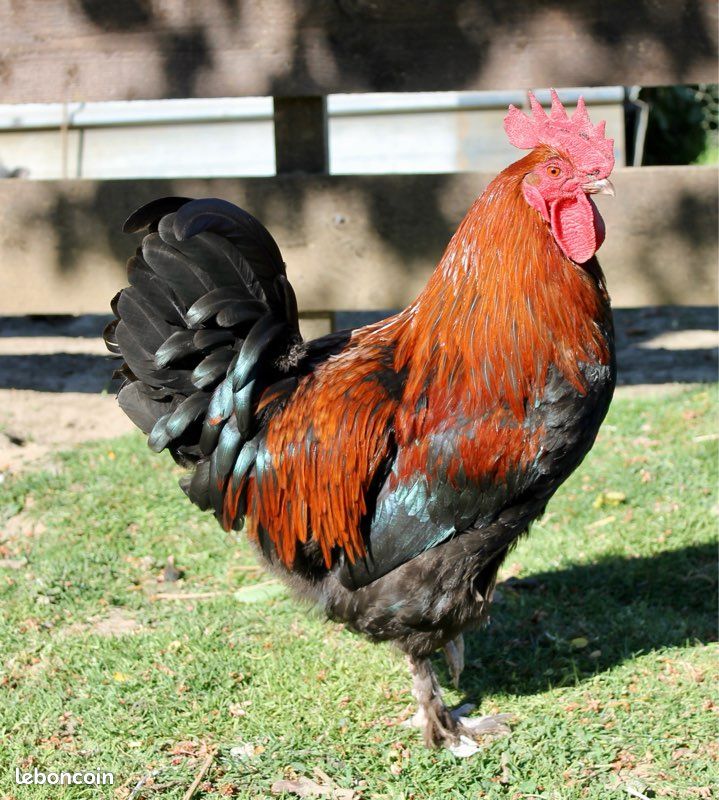 Oeufs poule Marans (image 1)