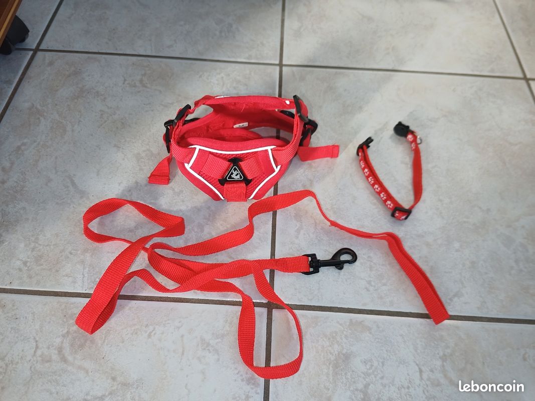 Collier et harnais rouge (image 1)
