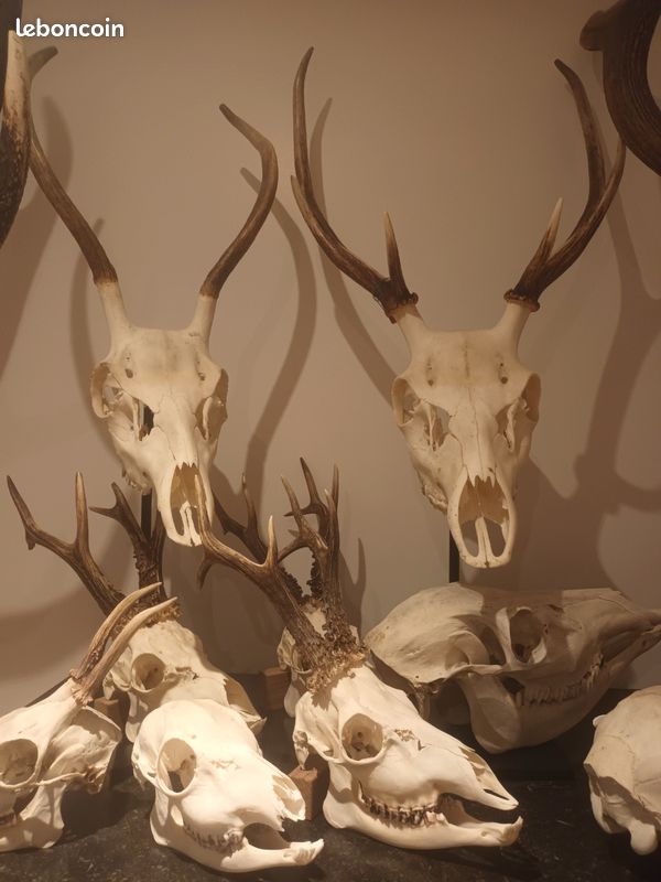 Trophée De Chasse Massif - Objet Déco Vintage Pour Cabinet De Curiosité