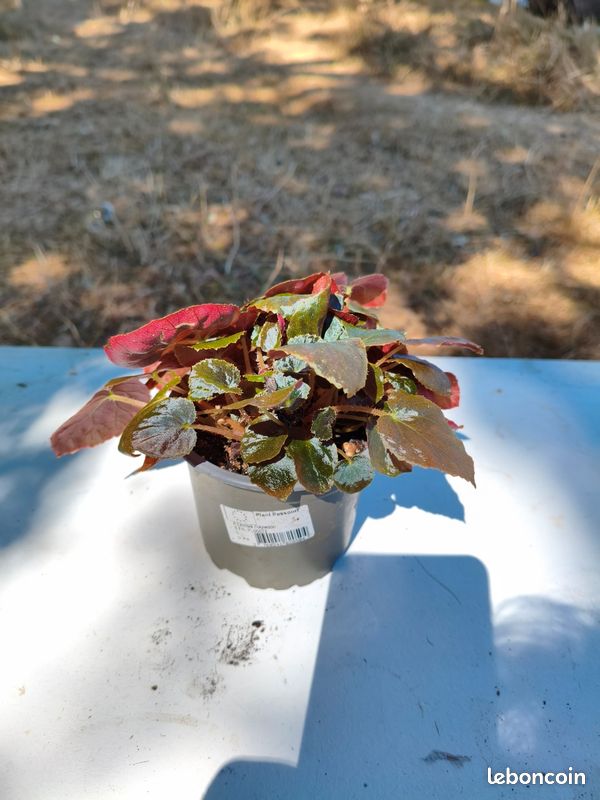 Begonia Metachroa (image 5)