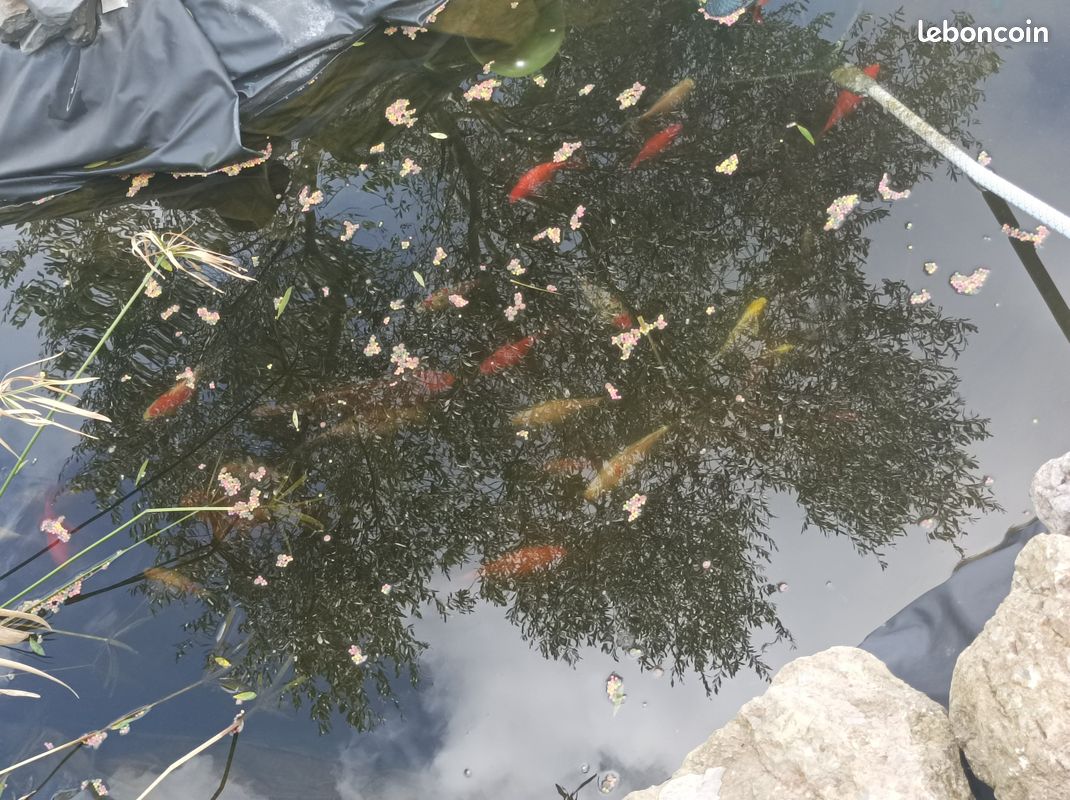 Poisson de bassin (image 1)