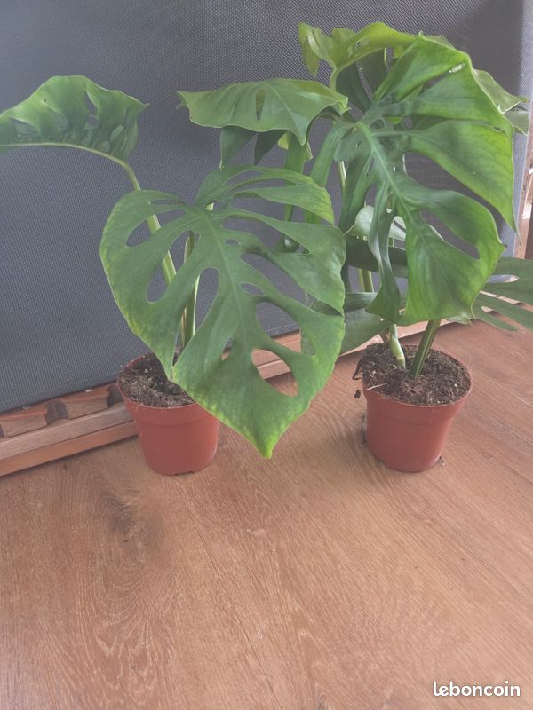 Lot 2 monsteta aussie dream plante (image 1)