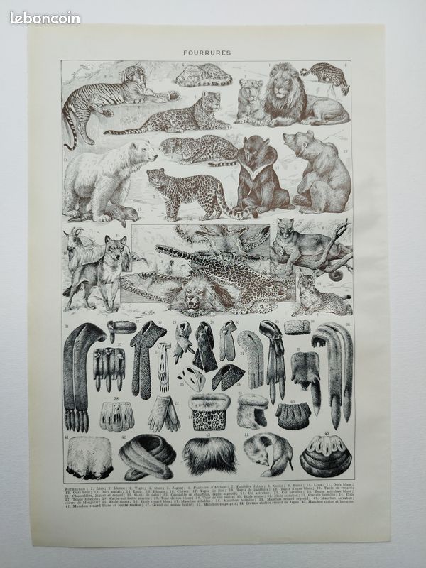 Fourrures et animaux sauvages, planche recto-verso d’Adolphe Millot 1948 (image 2)