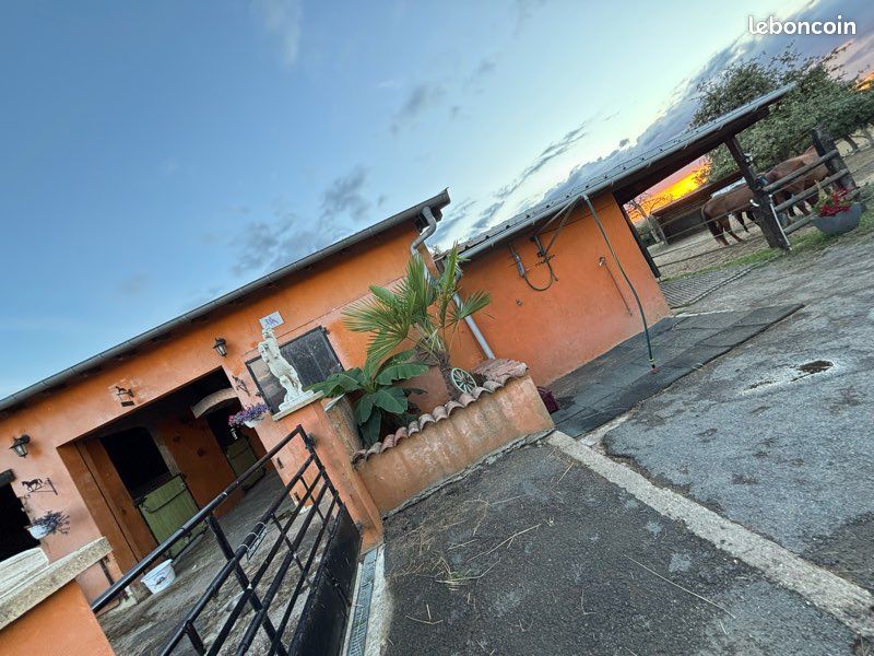 Pension cheval (image 10)