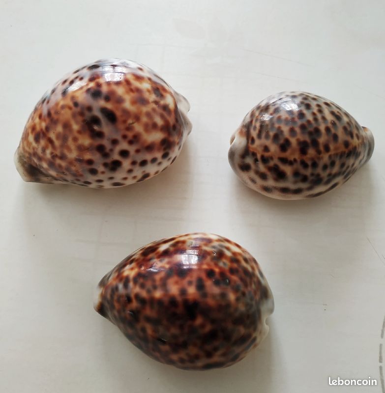 3 coquillages Cypraea tigris (image 5)