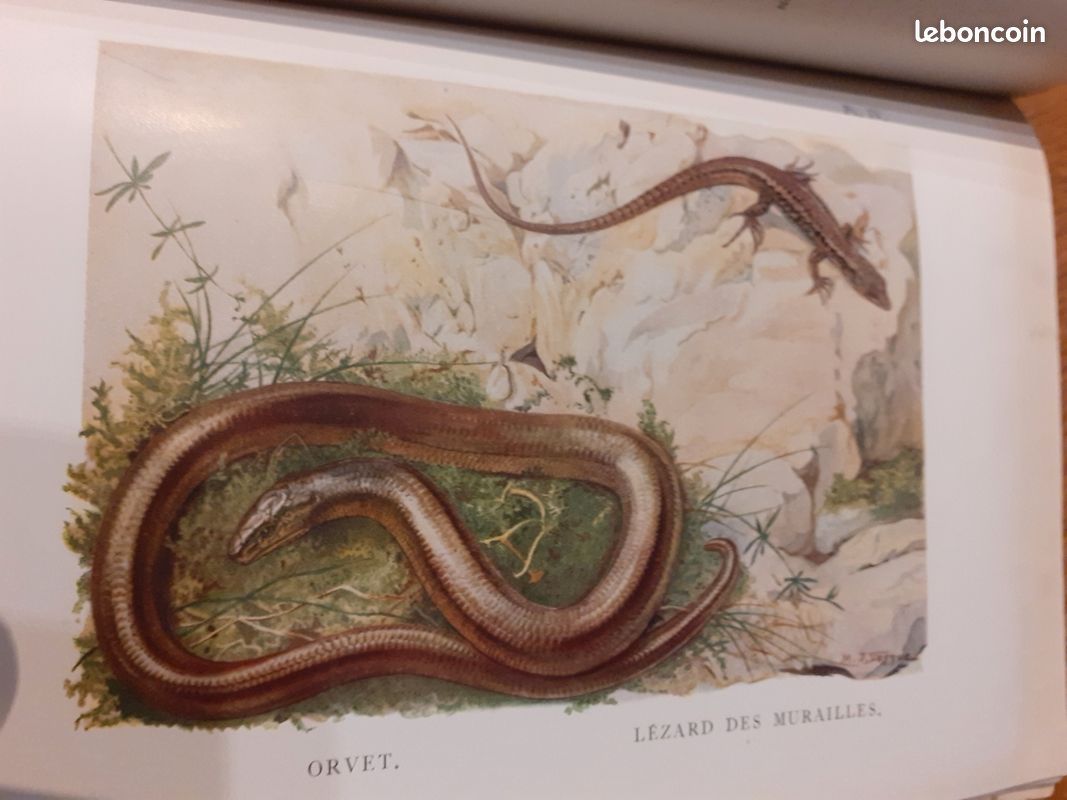 La vie des reptiles r. Rollinat 1946 (image 6)