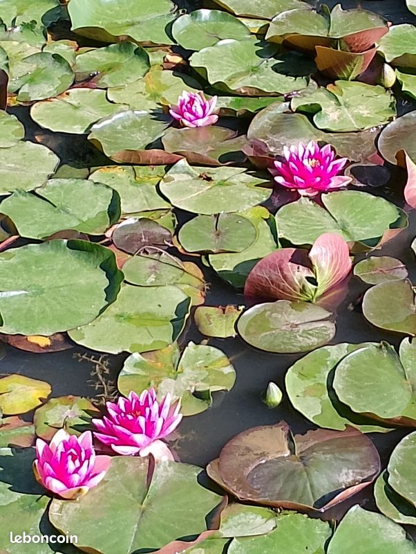Nénuphar (image 1)