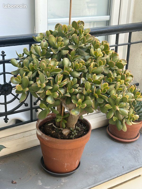 Arbre de Jade Crassula Très jolie succulente 50 cm de haut (image 1)